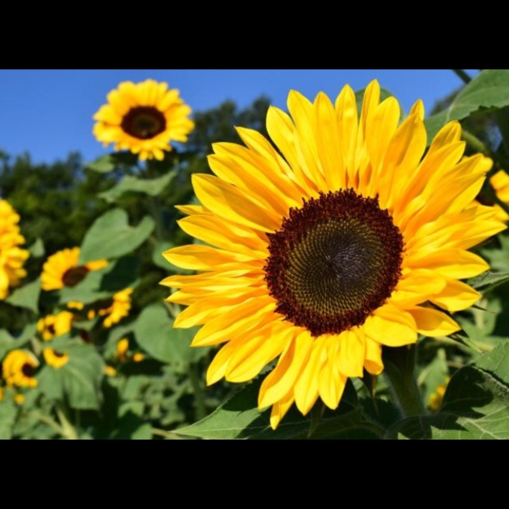 Meet your Posher, Cori